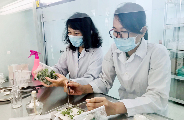 Giảng viên Trường đại học Phú Yên tiến hành nuôi cấy cam thảo Đá Bia. Ảnh: LỆ VĂN