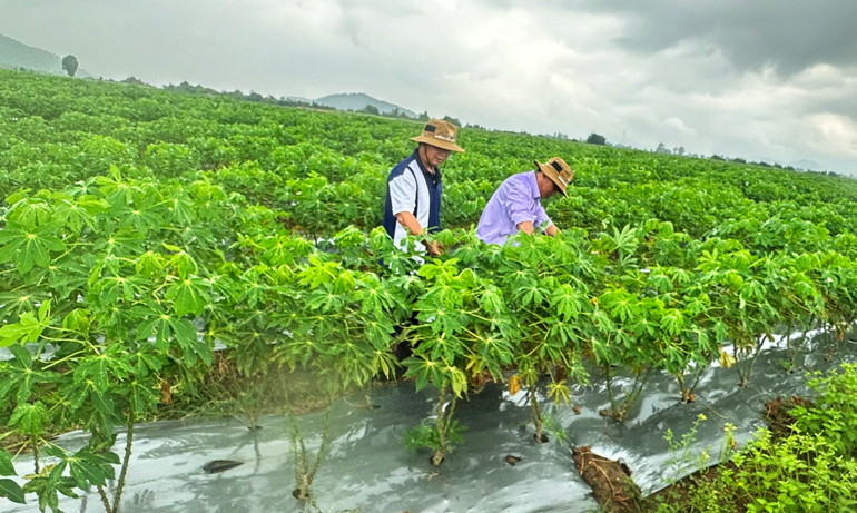 Nhiều vùng trồng sắn ở huyện Sông Hinh bị bệnh khảm lá gây hại. Ảnh: THÁI NGỌC