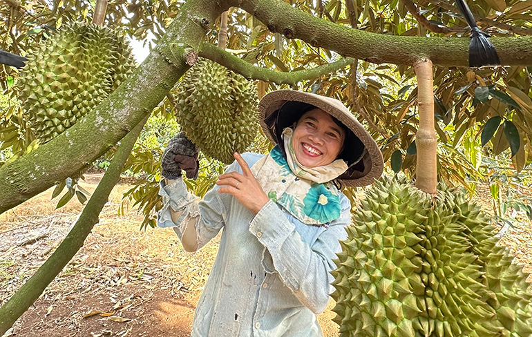 Chắp cánh cho thương hiệu sầu riêng Sông Hinh